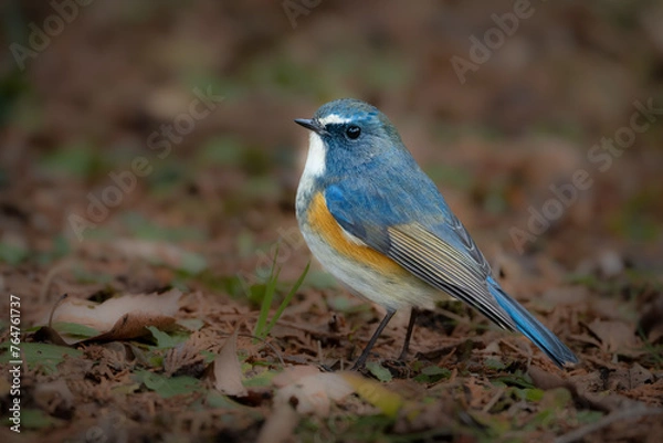 Fototapeta 公園のバードウォッチングで冬に出会える美しい青い小鳥ルリビタキ