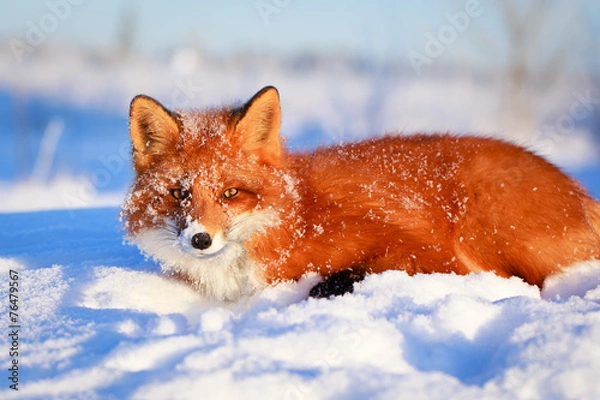 Obraz red fox