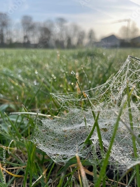 Fototapeta Morgentau