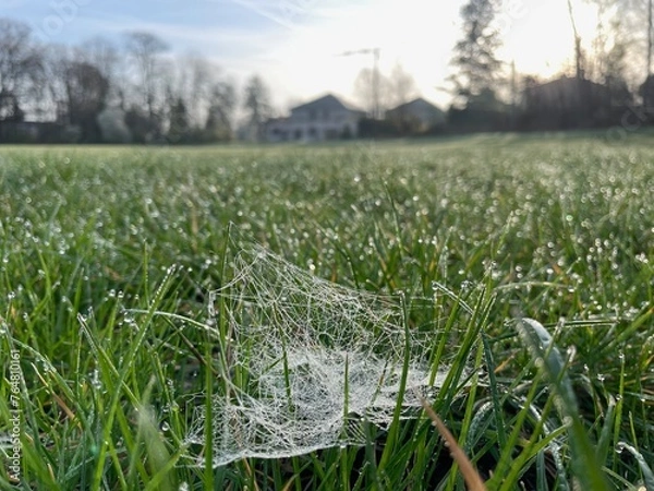 Fototapeta Morgentau