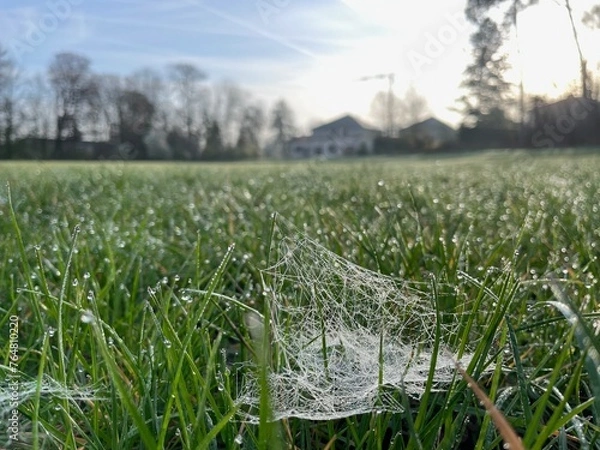 Fototapeta Morgentau
