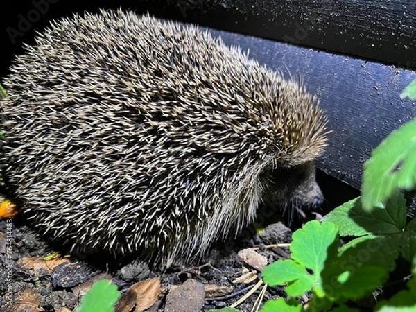 Fototapeta Igel