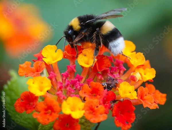 Fototapeta A closeup of a buff tailed bumblebee, bombus terrestris, collecting pollen from lantana camara flowers on the Mediterranean island of Minorca, Spain. 