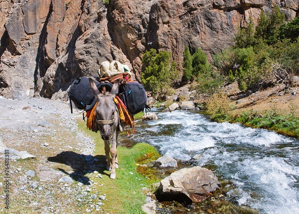 Obraz Donkey in the mountain river laden backpacks