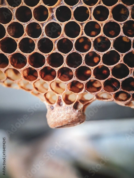 Fototapeta bees on honeycomb
