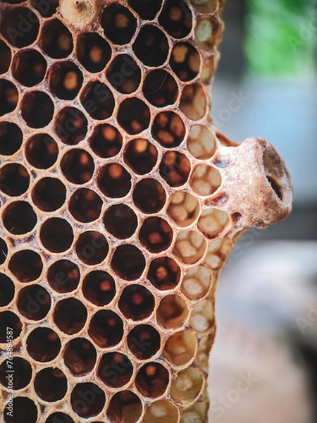 Fototapeta bees on honey