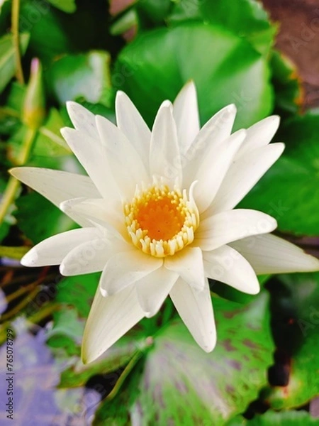 Obraz Lotus flowers in the pond