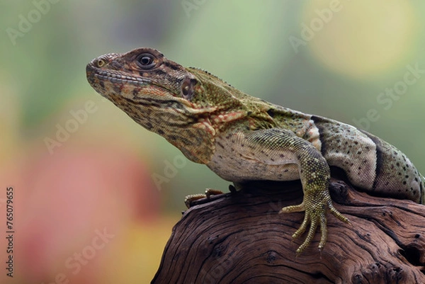 Fototapeta Black spiney tailed iguana on a tree