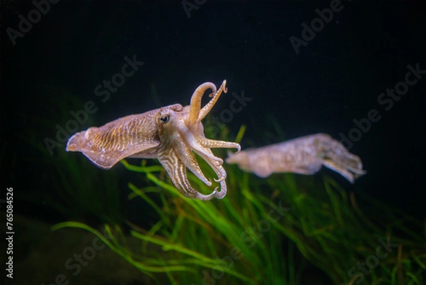 Fototapeta The Common (European) Cuttlefish (Sepia officinalis) underwater in sea - cephalopod, related to squid and octopus