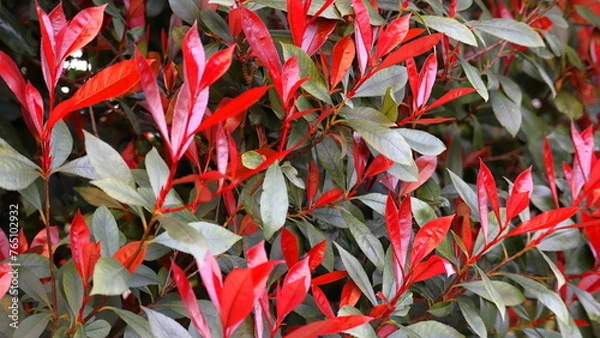 Fototapeta Photinia Red Robin. Fotinia