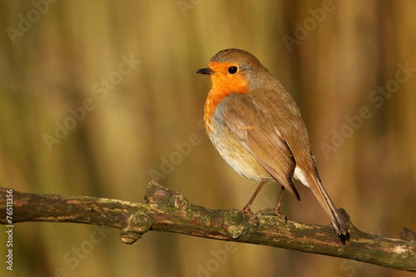 Obraz Robin - Erithacus rubecula