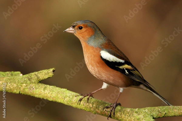 Obraz Chaffinch - Fringilla coelebs