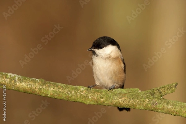 Obraz Willow Tit - Parus montanus