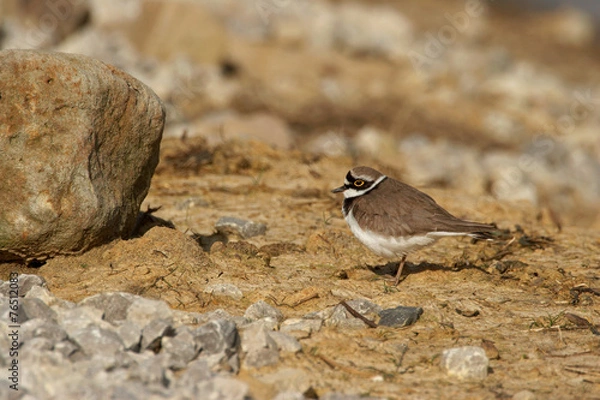 Obraz Little Ringed Plover - Charadrius dubius