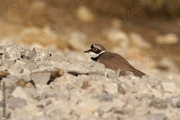 Obraz Little Ringed Plover - Charadrius dubius