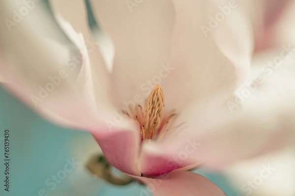 Obraz Pink magnolia flowers on blue sky background, retro toned. pink flowers bathing in sunlight. magnolia flowers branch on a blue sky background. blooming magnolia tree