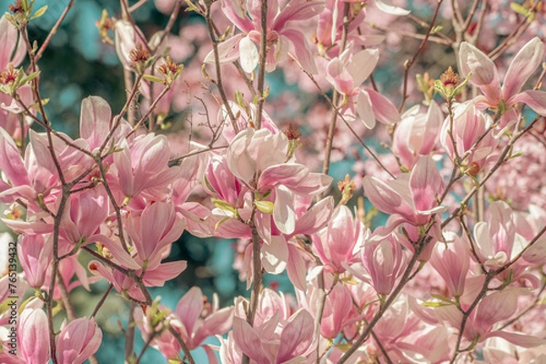 Obraz Pink magnolia flowers on blue sky background, retro toned. pink flowers bathing in sunlight. magnolia flowers branch on a blue sky background. blooming magnolia tree