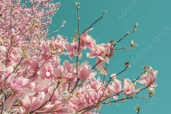 Obraz Pink magnolia flowers on blue sky background, retro toned. pink flowers bathing in sunlight. magnolia flowers branch on a blue sky background. blooming magnolia tree