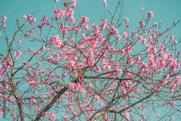 Obraz Flowering tree blossom. Flowering tree with pink flowers in the spring. Pink cherry tree flowers on blue sky background, retro toned.