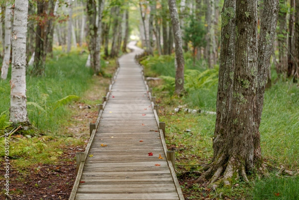 Obraz path in the forest