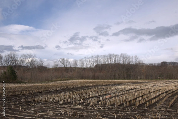 Fototapeta 耕作前の畑