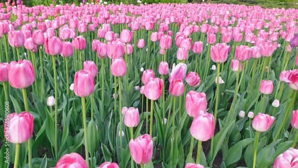 Fototapeta Pastel Pink  Tulips with white borders in a garden patch close up in a vertical format at the Ottawa Tulip Festival in Commissioners Park, Ottawa,Canada