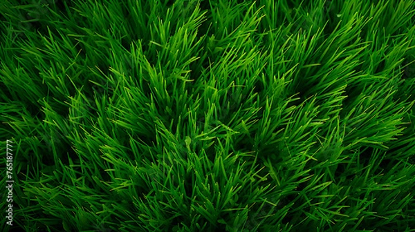 Fototapeta grass texture, grass background
