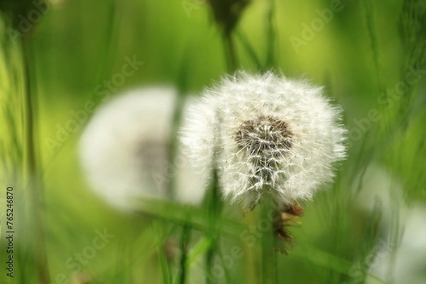 Obraz Mniszek pospolity