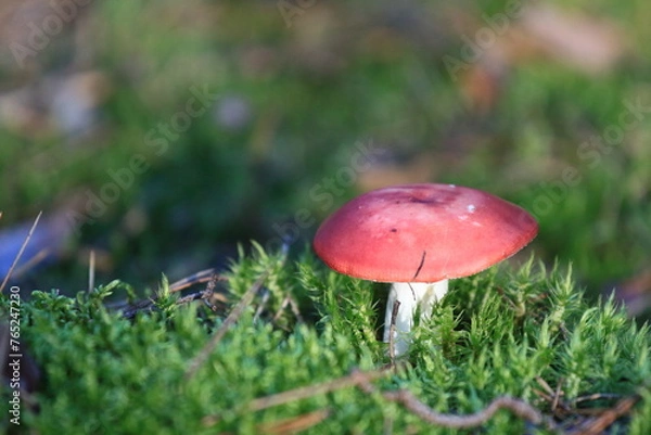 Obraz Muchomor czerwony