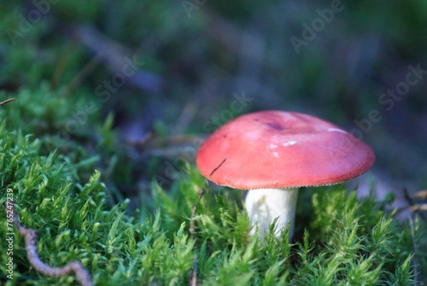 Obraz Muchomor czerwony