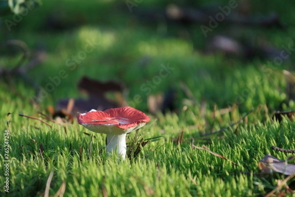 Obraz Muchomor czerwony