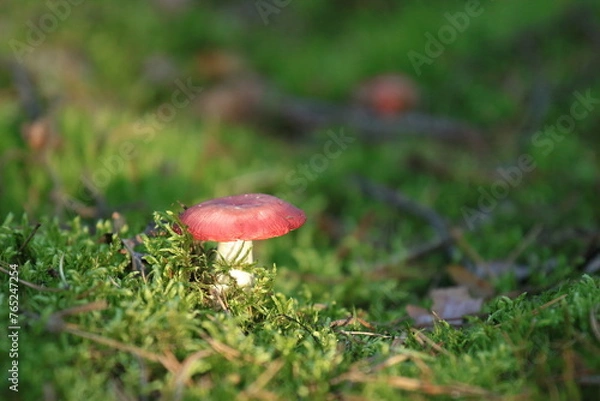 Obraz Muchomor czerwony