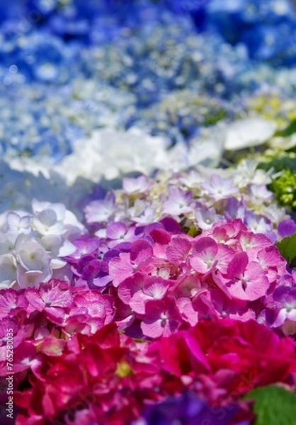 Fototapeta Flower rainbow