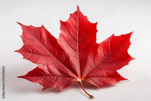 Fototapeta Maple leave isolated on white background.