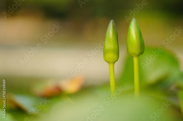 Obraz Lily Buds in a Pond