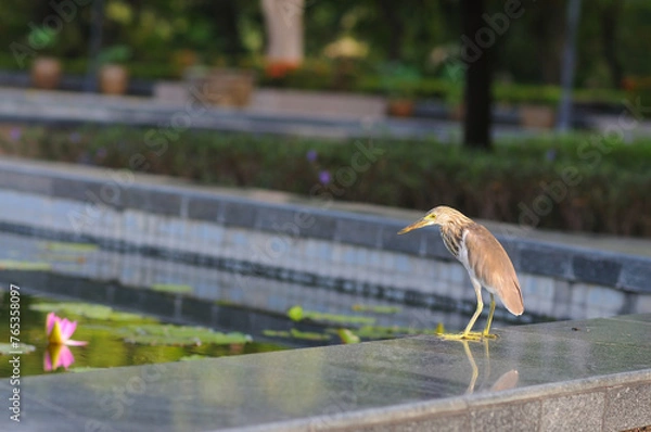 Obraz A Bird by a Pond	