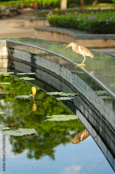 Obraz A Bird by a Pond	