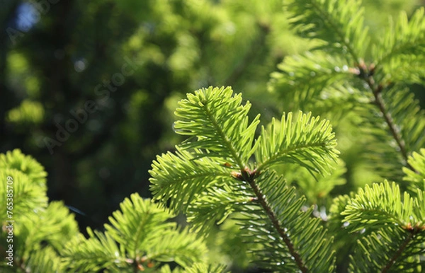 Obraz Christmas tree with young shoots.