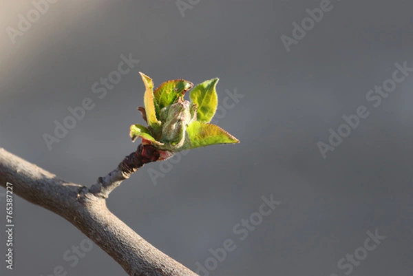 Fototapeta Apple tree branch.