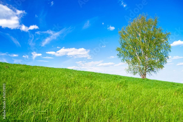 Fototapeta spring landscape with a one only  tree in the field