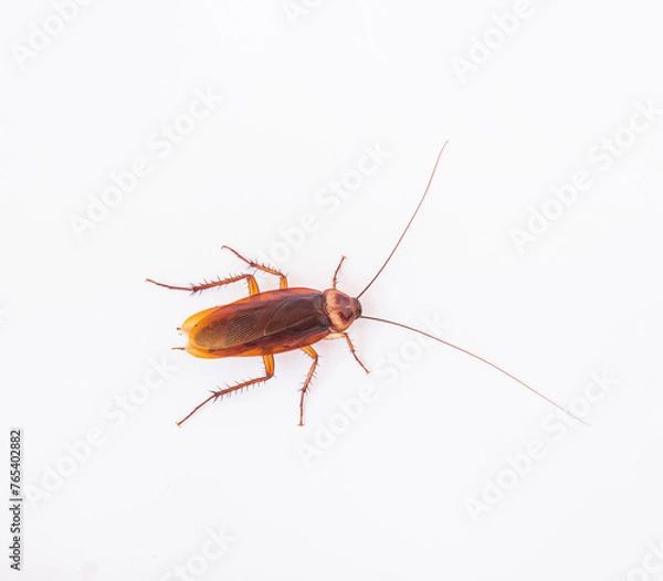 Fototapeta Dead cockroach on white background