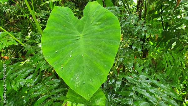 Obraz green leaf with water drops
