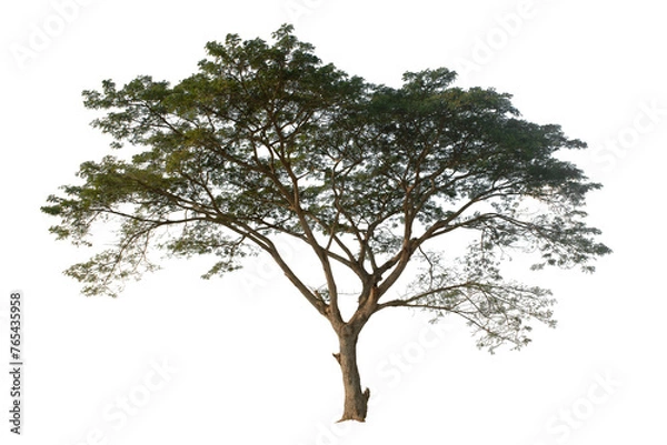 Obraz single Tree on transparent picture background. 