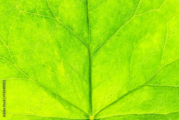 Fototapeta Ivy leaf in close up.