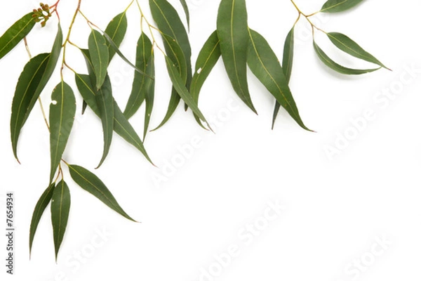 Fototapeta Obramowanie liścia gumy