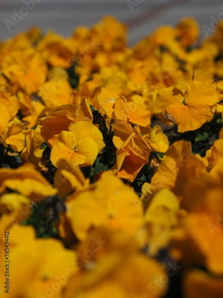 Fototapeta ビオラの庭