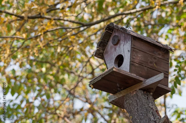 Obraz bird house on a tree
