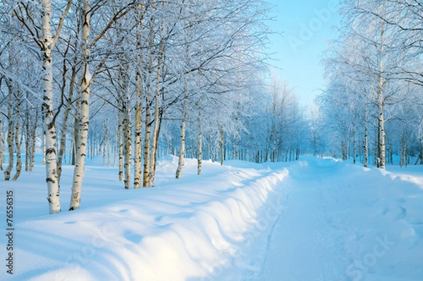 Obraz Winter landscape with birch trees in hoarfrost along the road