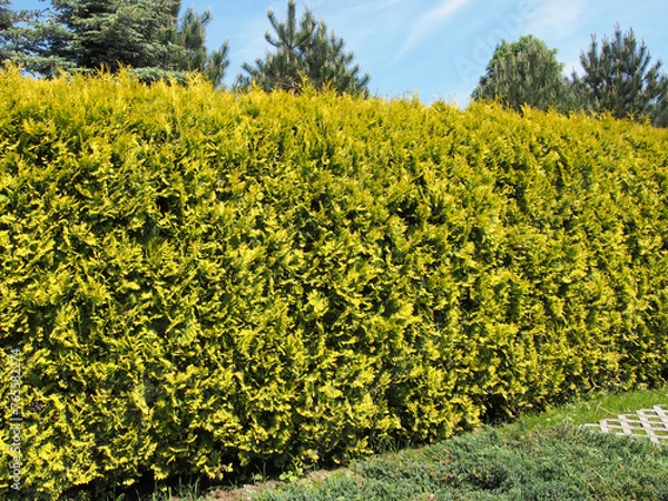 Obraz Thuja Hedge