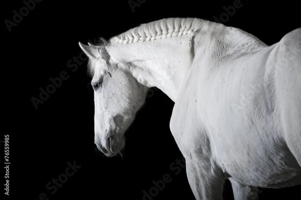 Obraz White horse on black background
